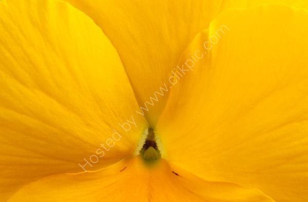 Yellow Pansy